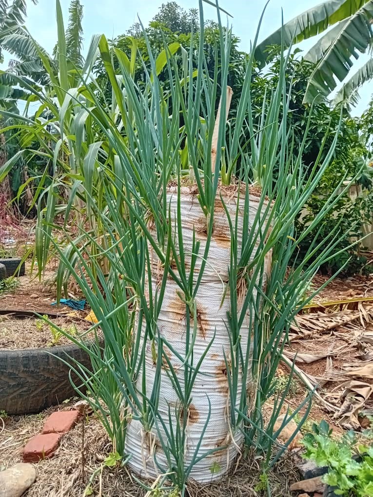 HomeHarvest